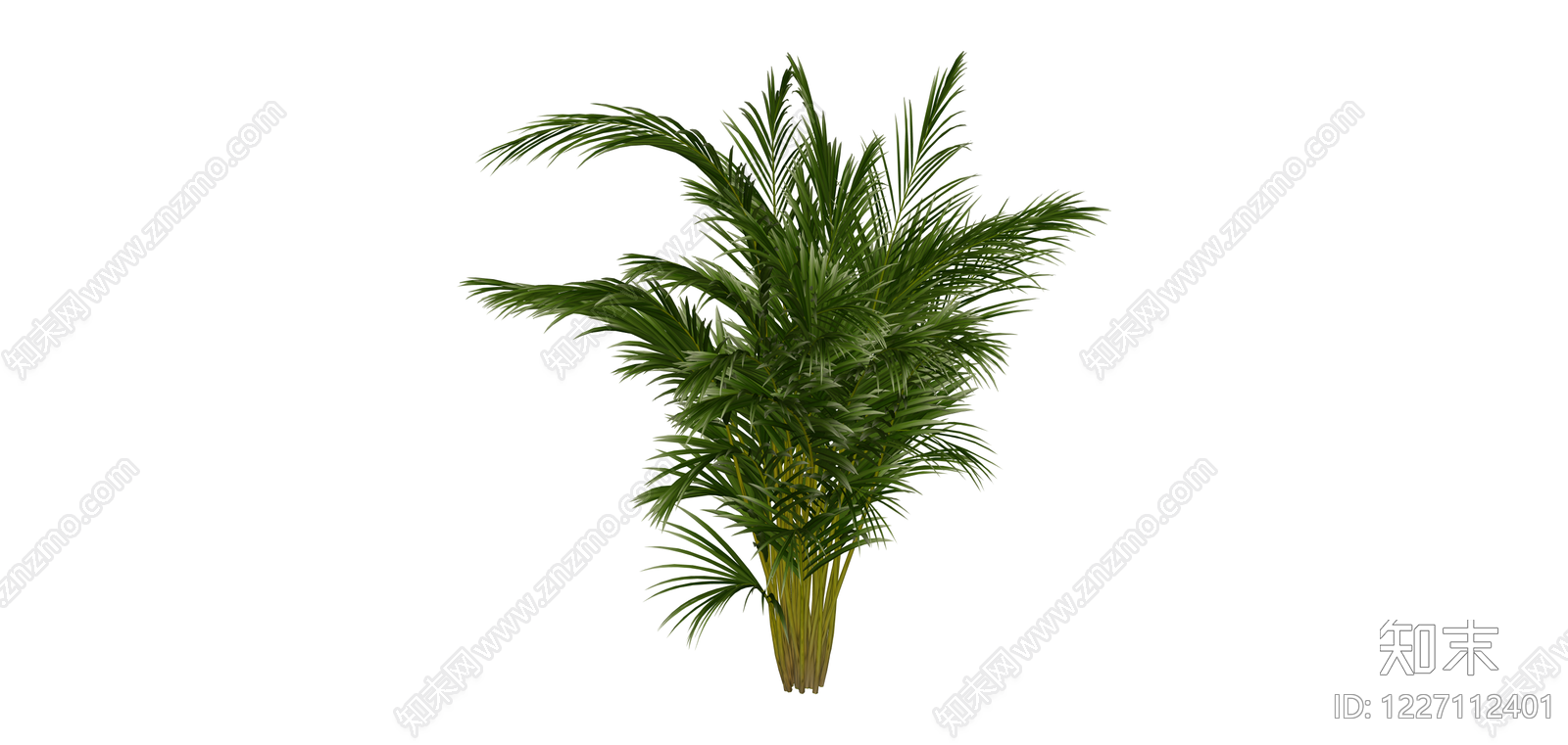 丛生散尾葵绿植SU模型下载【ID:1227112401】
