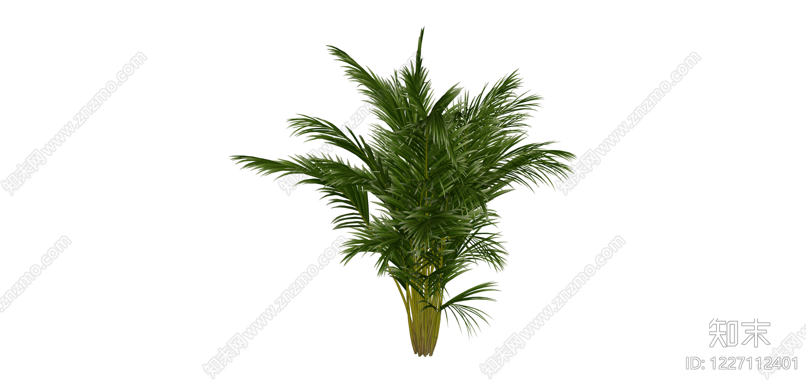 丛生散尾葵绿植SU模型下载【ID:1227112401】