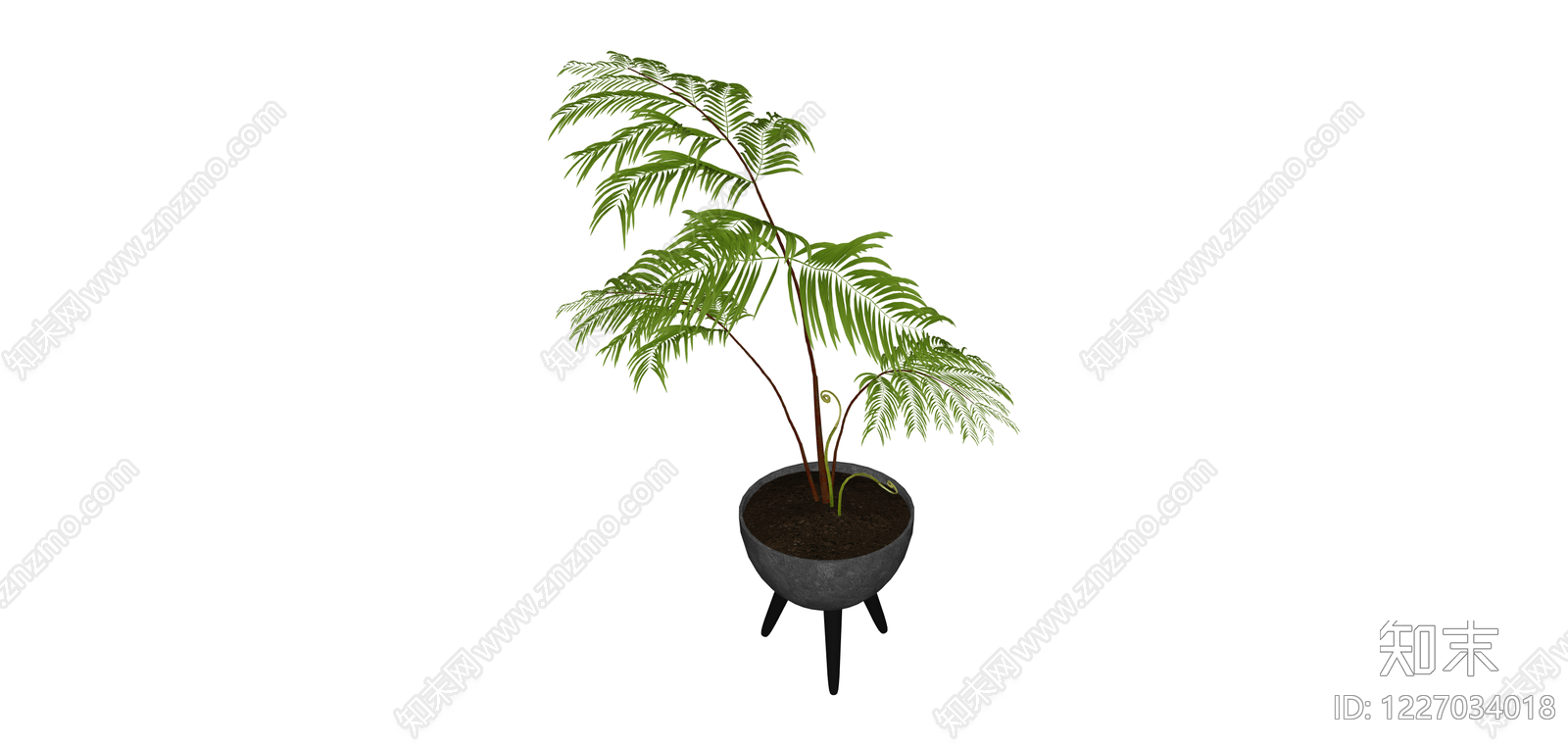 三脚架盆栽蕨类植物SU模型下载【ID:1227034018】