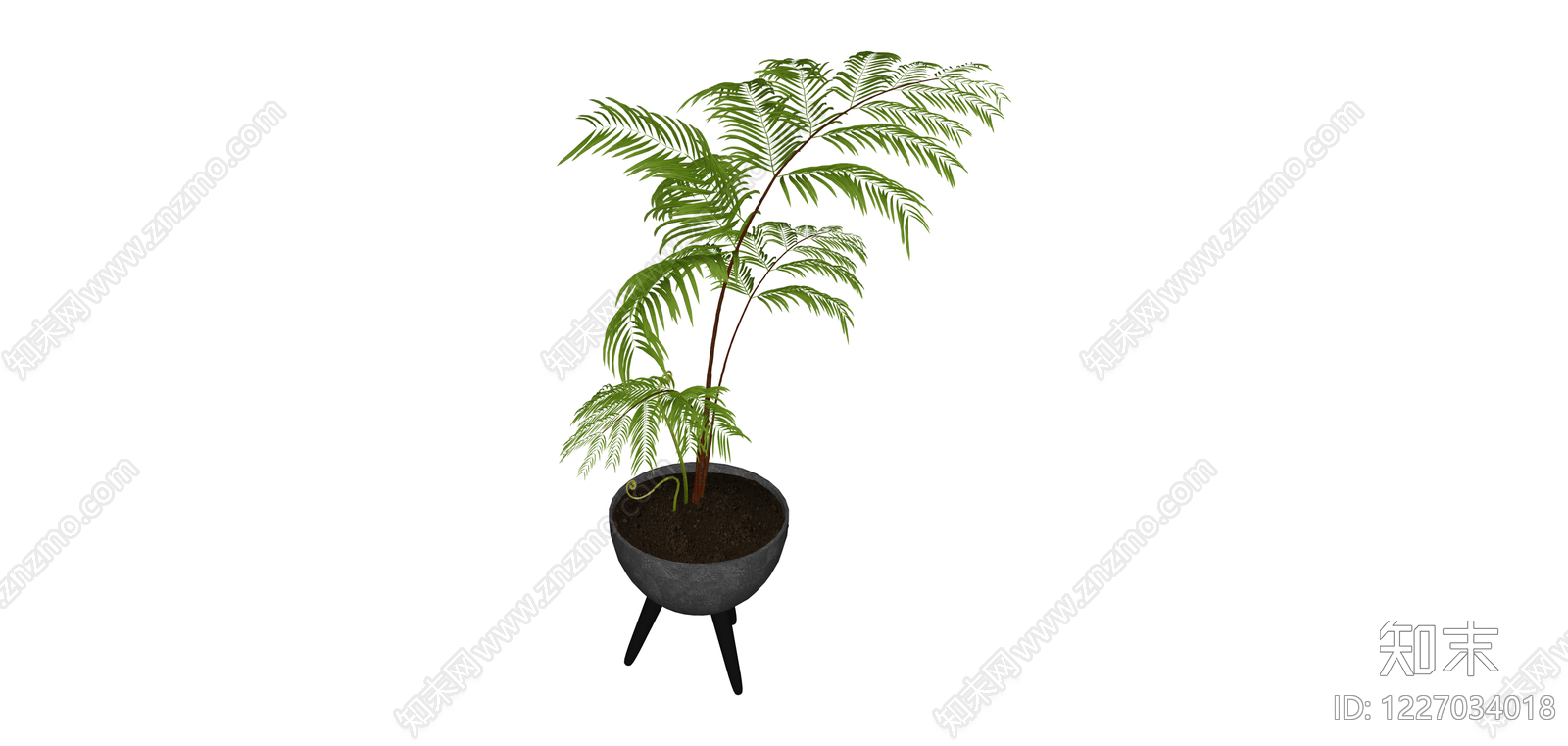 三脚架盆栽蕨类植物SU模型下载【ID:1227034018】