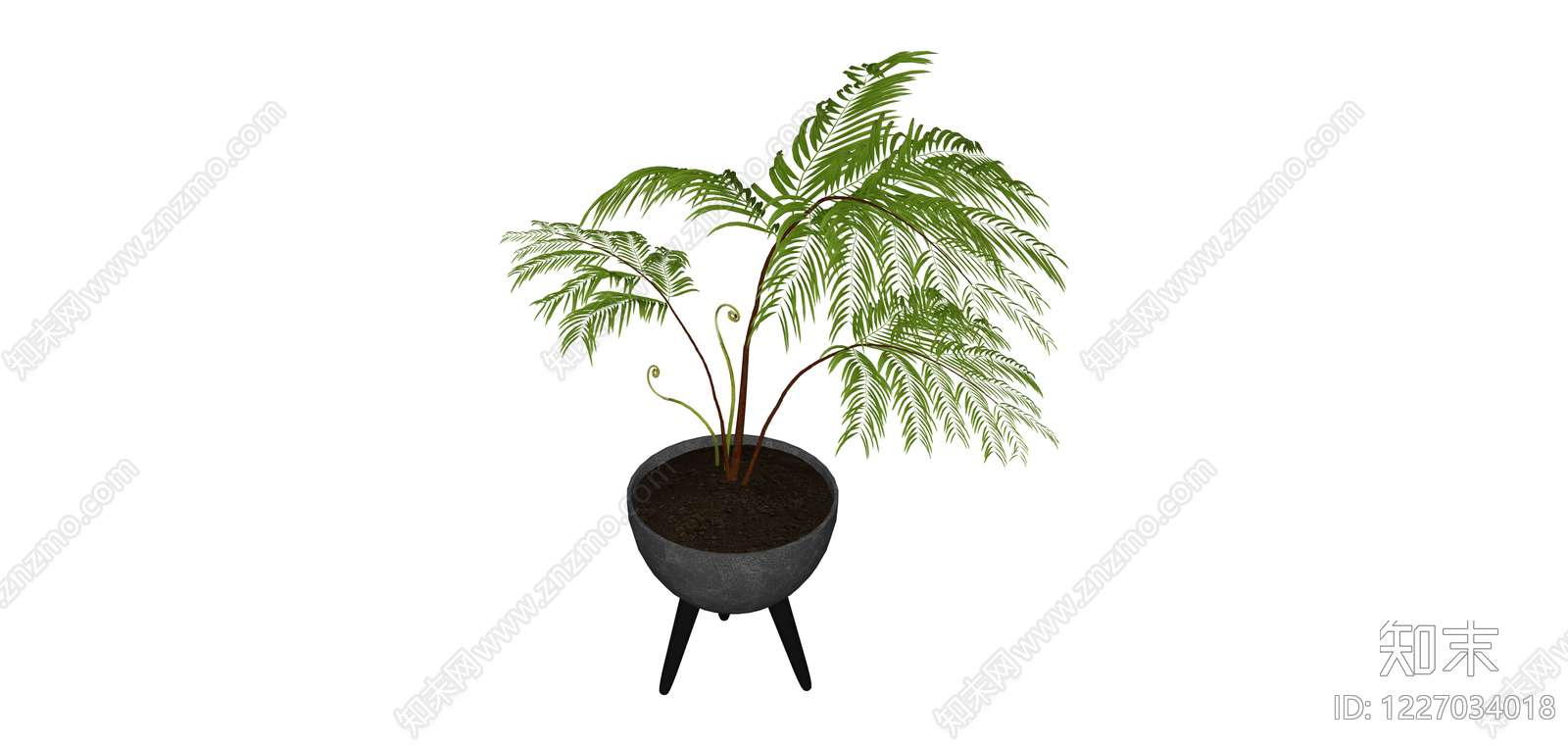 三脚架盆栽蕨类植物SU模型下载【ID:1227034018】
