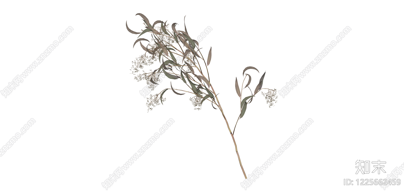 单枝尤加利叶植物SU模型下载【ID:1225662459】