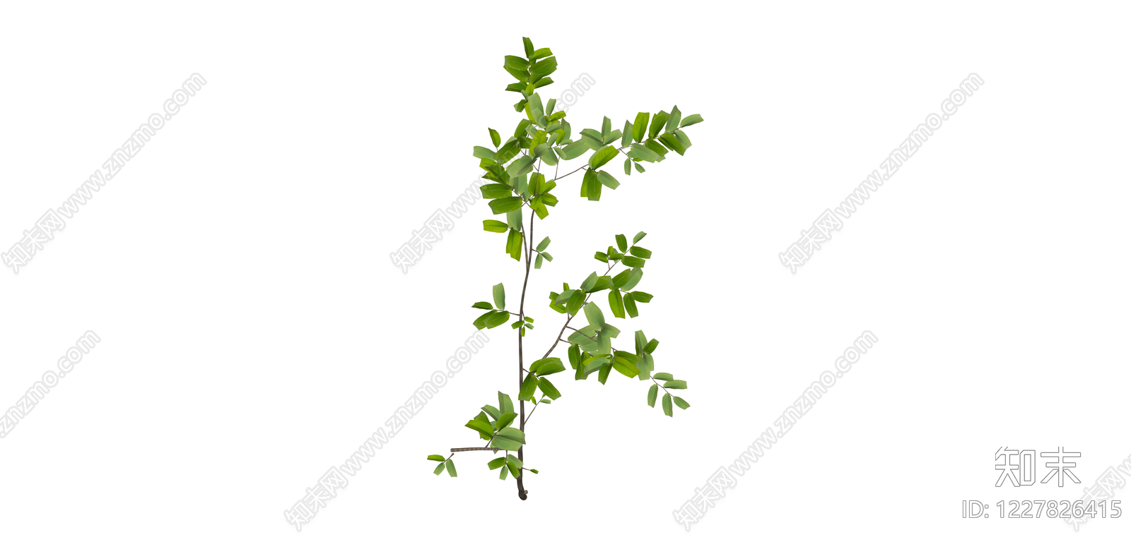 带叶细枝植物SU模型下载【ID:1227826415】