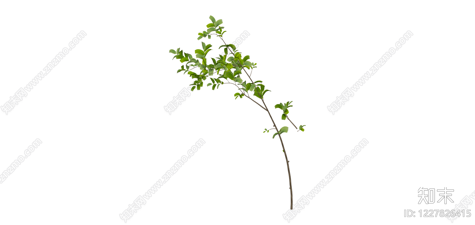 带叶细枝植物SU模型下载【ID:1227826415】