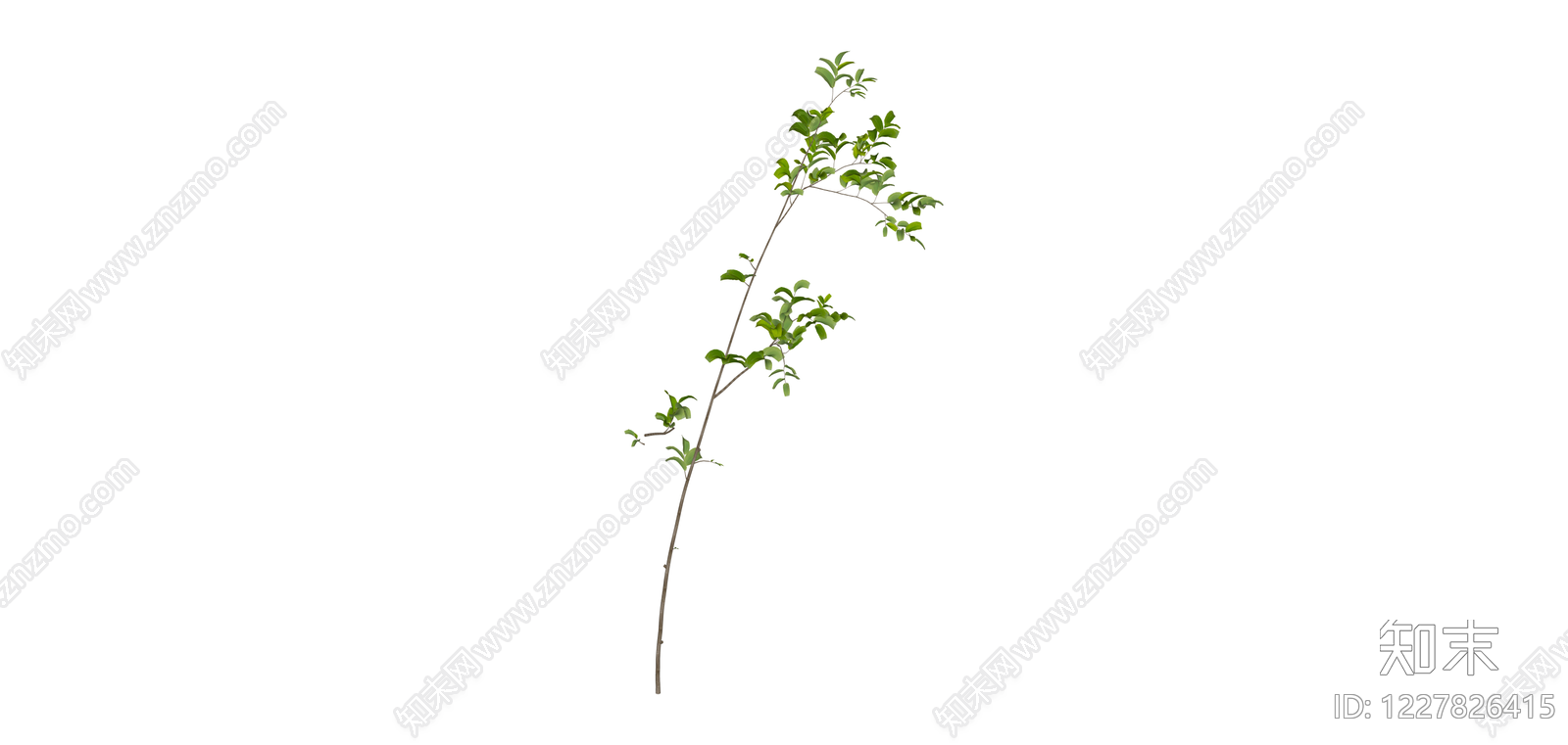 带叶细枝植物SU模型下载【ID:1227826415】