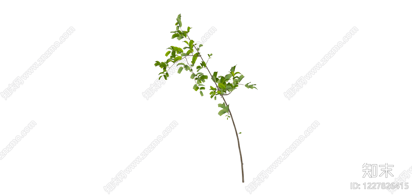 带叶细枝植物SU模型下载【ID:1227826415】