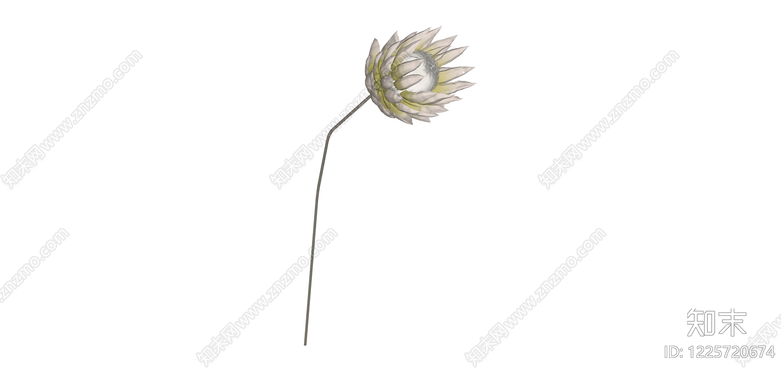 白色麦秆菊干花SU模型下载【ID:1225720674】