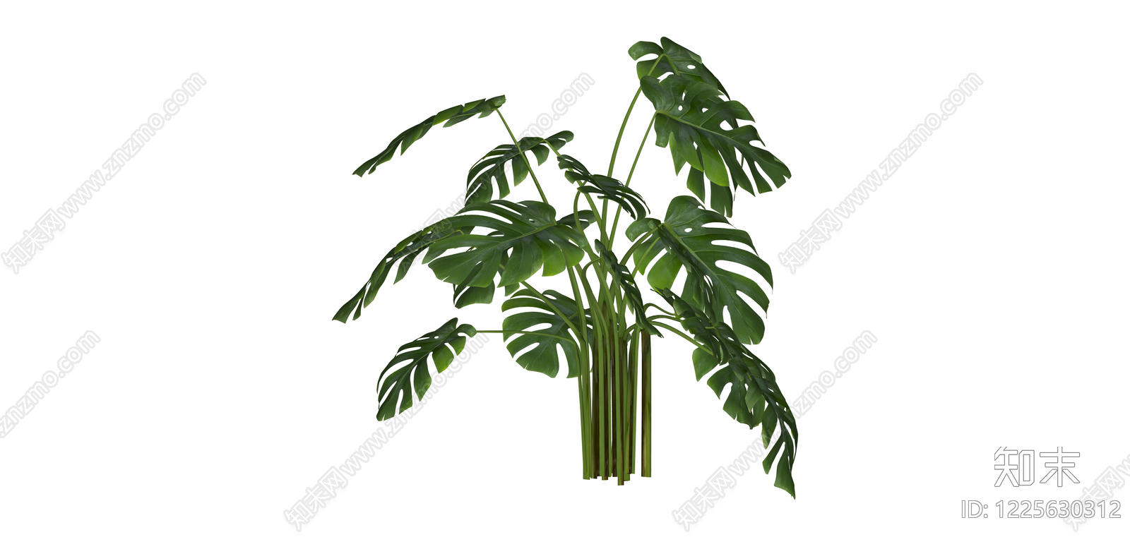 龟背竹盆栽绿植SU模型下载【ID:1225630312】