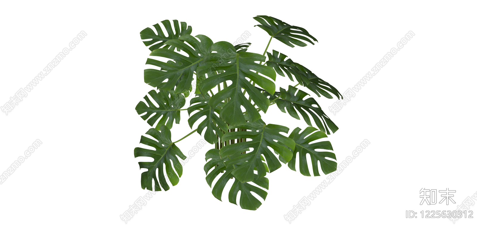 龟背竹盆栽绿植SU模型下载【ID:1225630312】