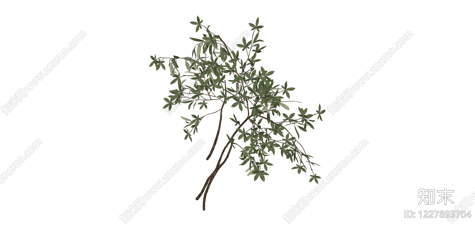 仿真橄榄枝植物素材SU模型下载【ID:1227893704】