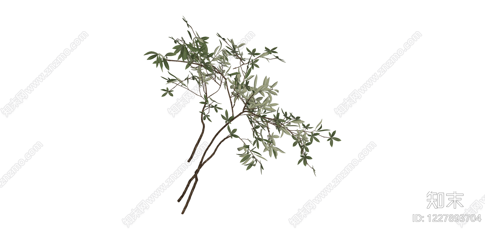 仿真橄榄枝植物素材SU模型下载【ID:1227893704】