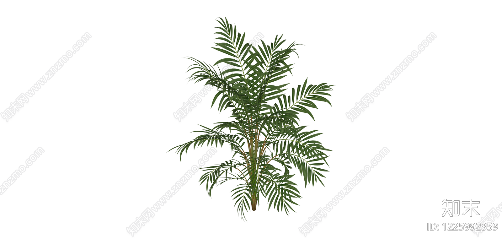 丛生散尾葵绿植SU模型下载【ID:1225992359】