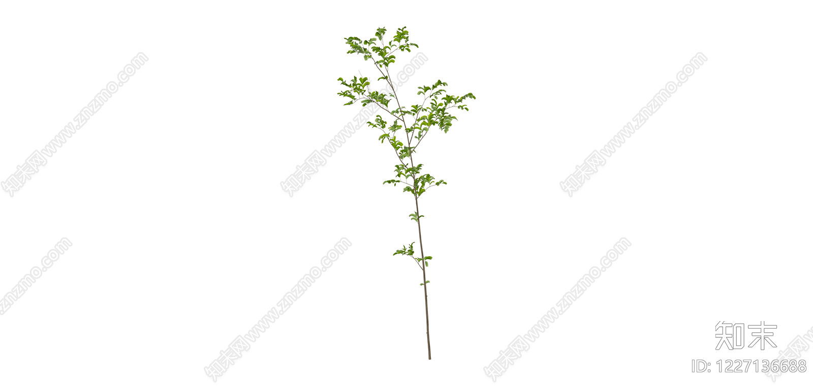 独立绿植小树模型SU模型下载【ID:1227136688】