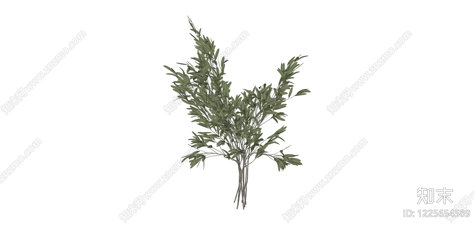 仿真橄榄枝植物SU模型下载【ID:1225654589】