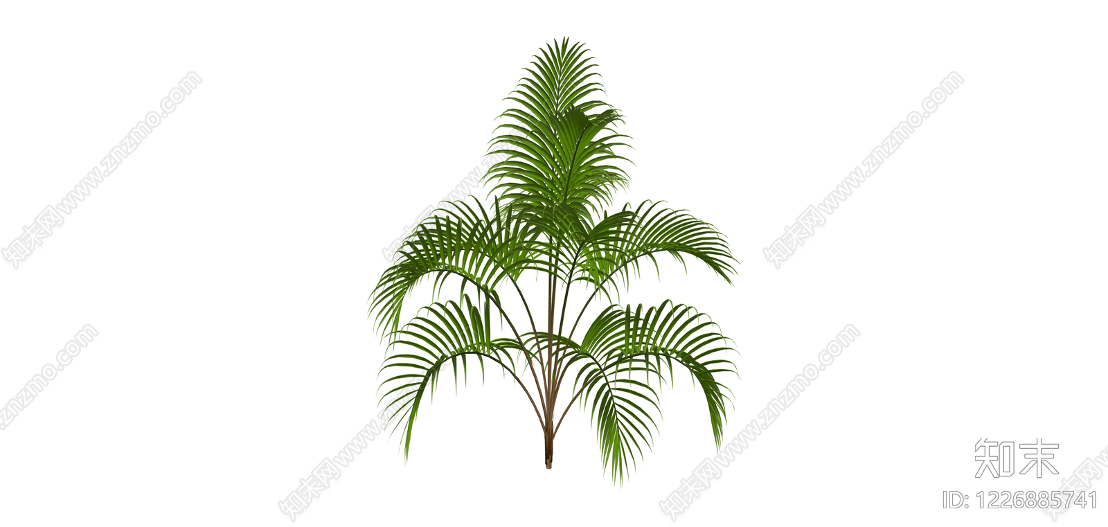 丛生散尾葵绿植SU模型下载【ID:1226885741】