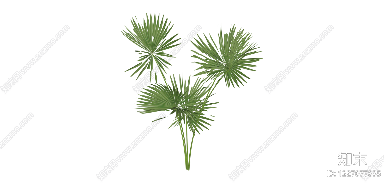 多茎扇叶植物SU模型下载【ID:1227077835】