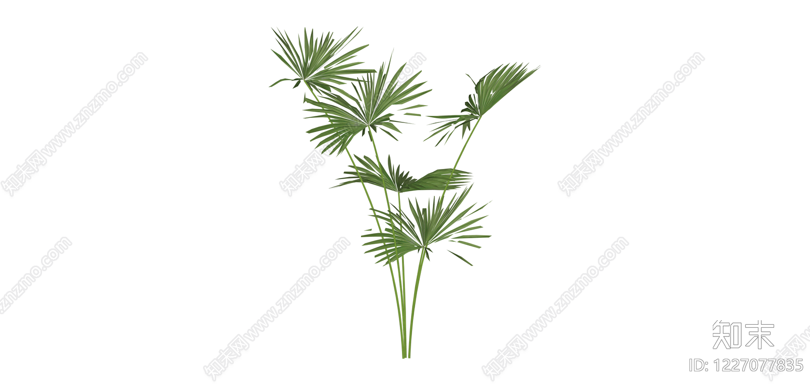 多茎扇叶植物SU模型下载【ID:1227077835】