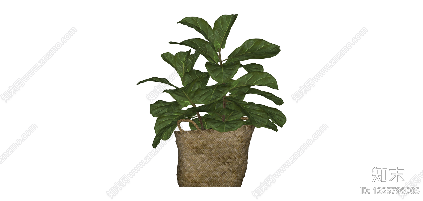 盆栽琴叶榕绿植SU模型下载【ID:1225798005】