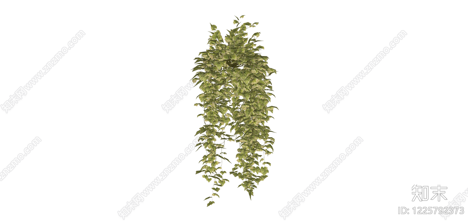 常春藤垂吊植物SU模型下载【ID:1225792373】