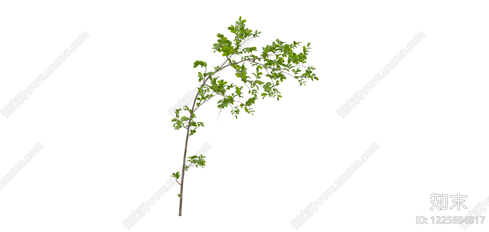 带叶树枝/植物SU模型下载【ID:1225694817】