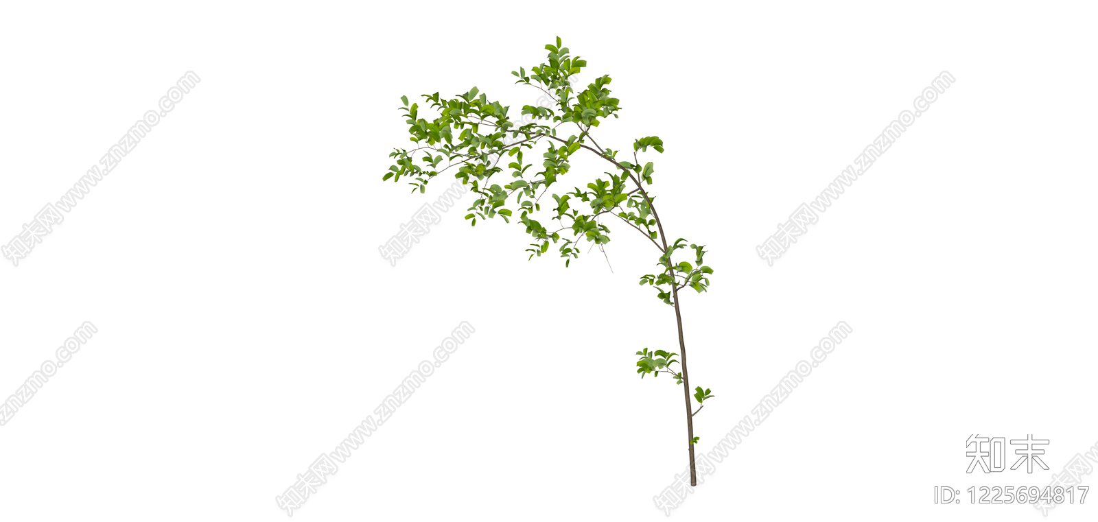 带叶树枝/植物SU模型下载【ID:1225694817】