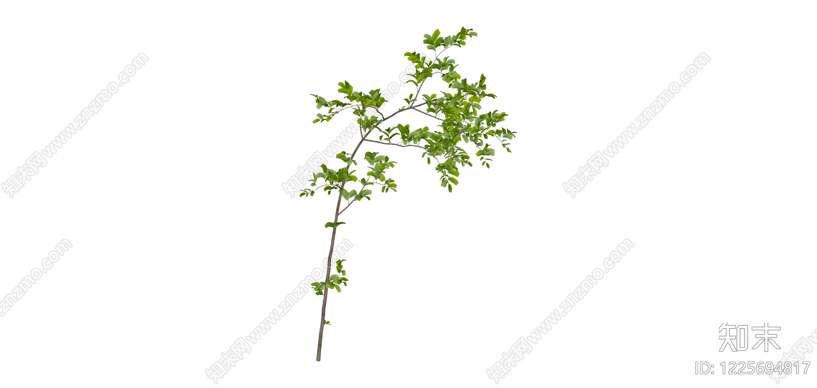 带叶树枝/植物SU模型下载【ID:1225694817】