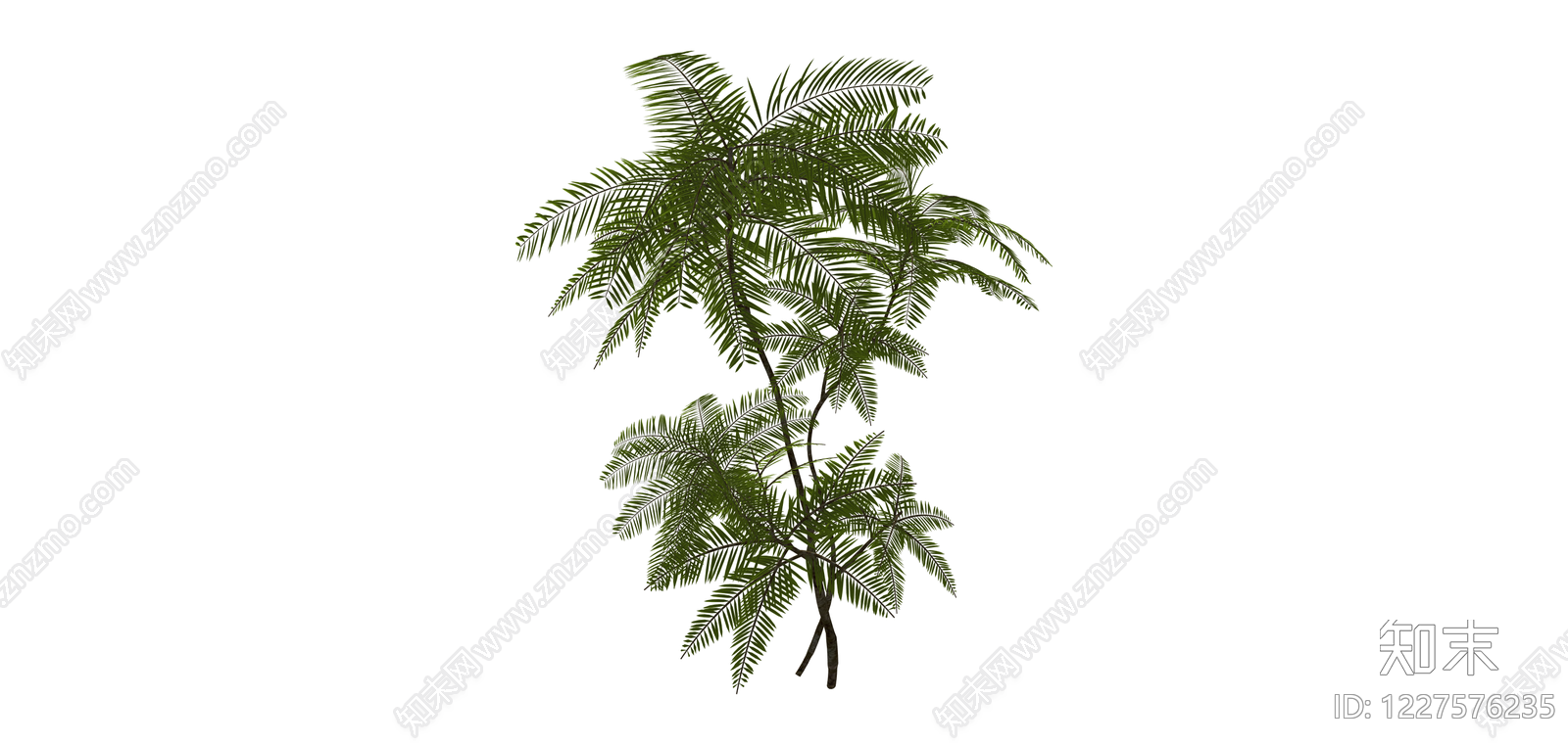 仿真蕨类绿植模型SU模型下载【ID:1227576235】