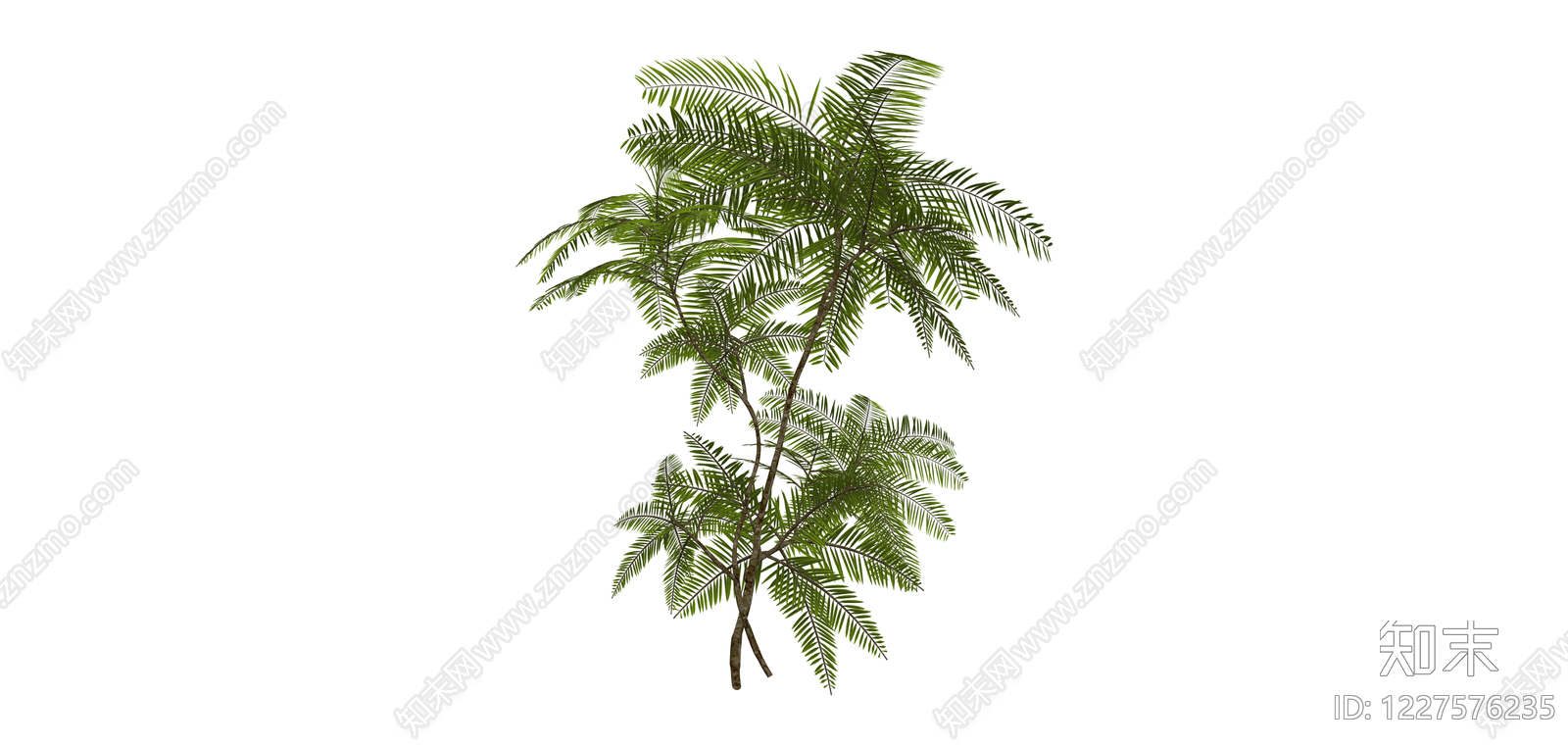 仿真蕨类绿植模型SU模型下载【ID:1227576235】