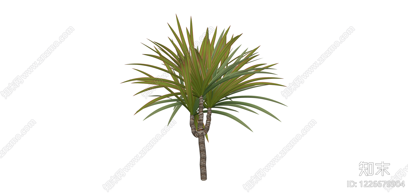 多干龙血树景观植物SU模型下载【ID:1226679904】