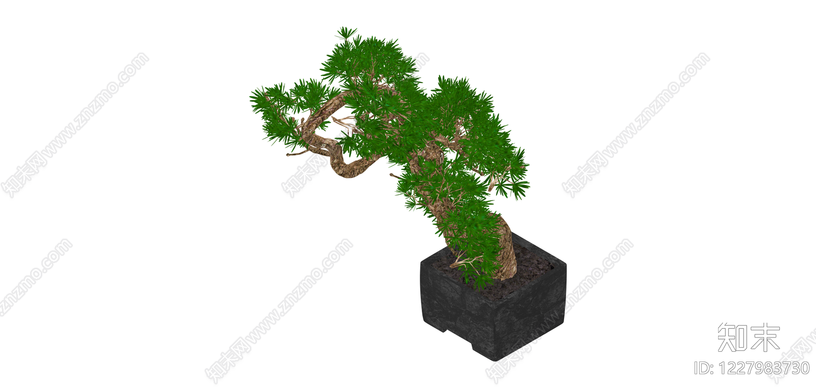 黑盆造型松树盆栽SU模型下载【ID:1227983730】