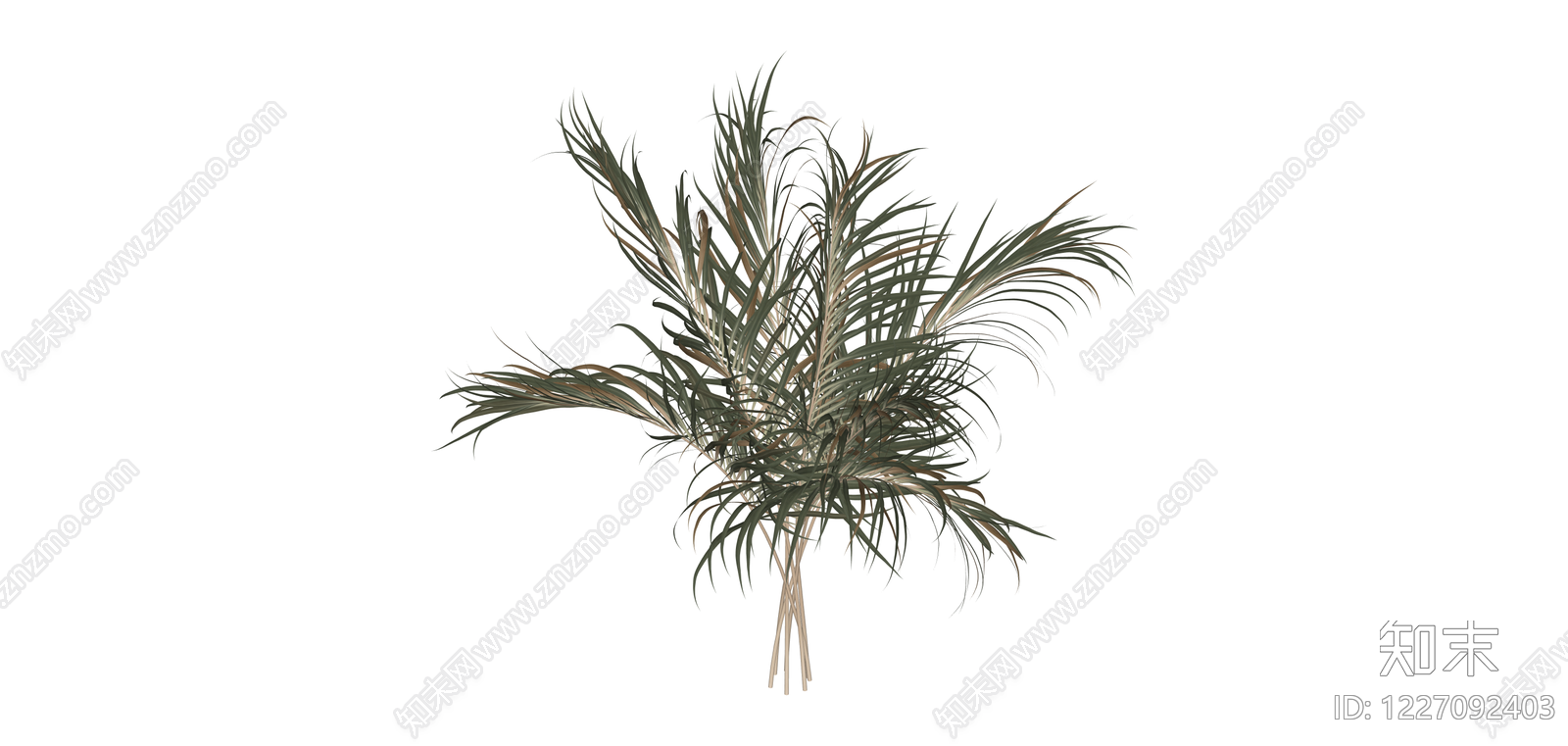 仿真散叶植物SU模型下载【ID:1227092403】