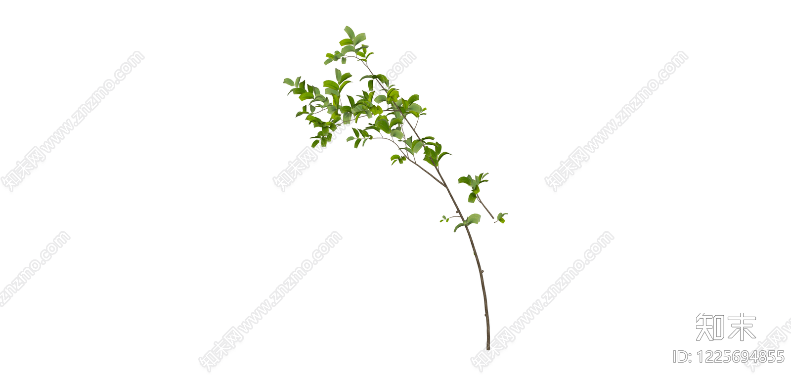 独立绿色植物枝条SU模型下载【ID:1225694855】
