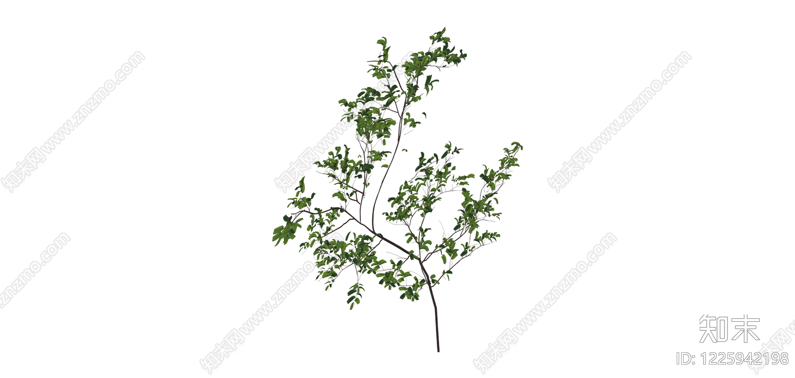 独立绿叶小乔木SU模型下载【ID:1225942198】