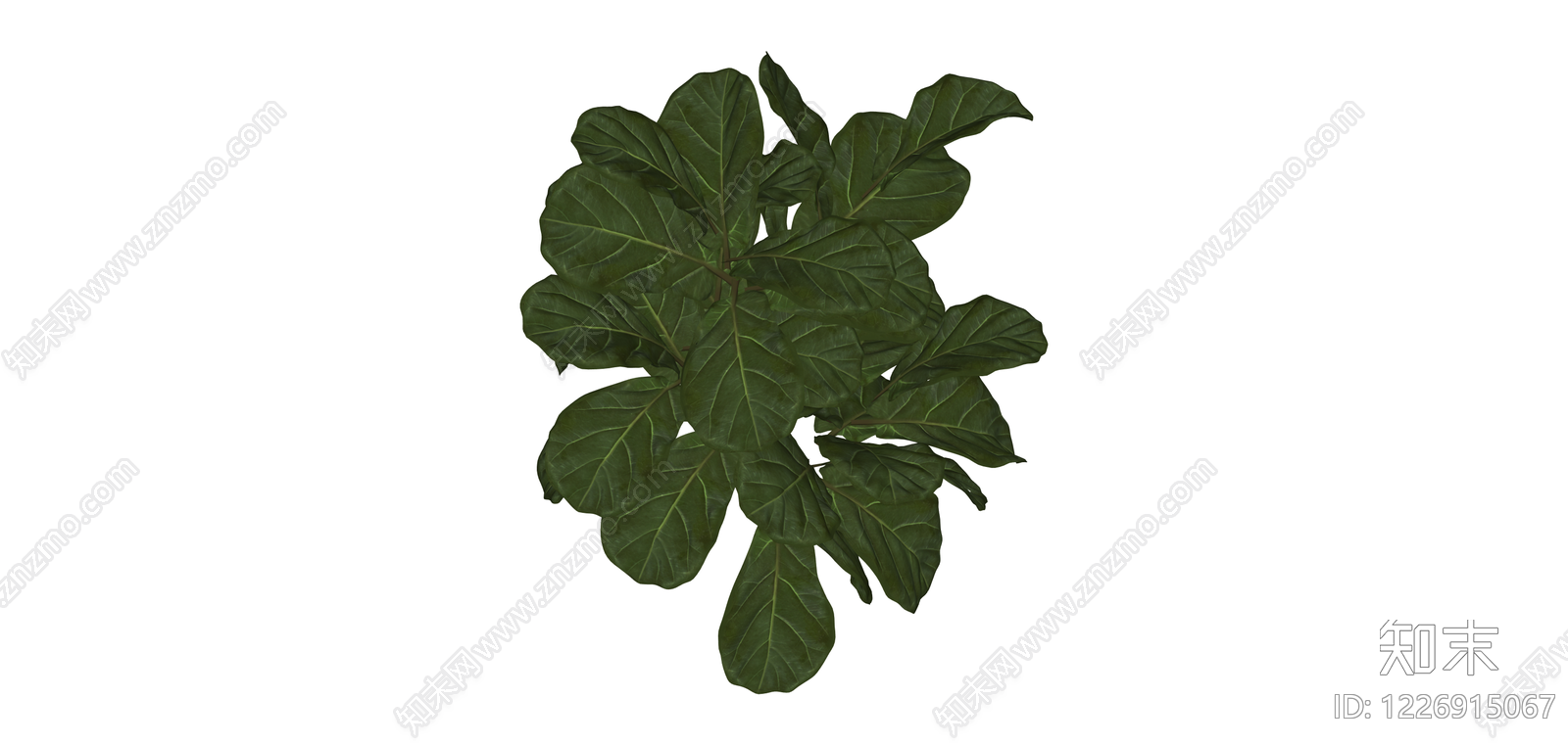 琴叶榕绿植盆栽SU模型下载【ID:1226915067】