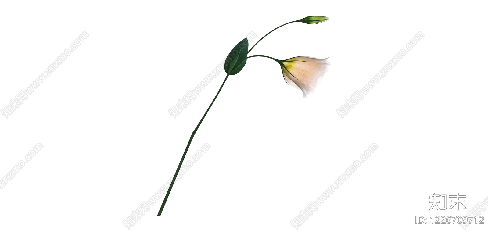 单支带花苞植物模型SU模型下载【ID:1226709712】