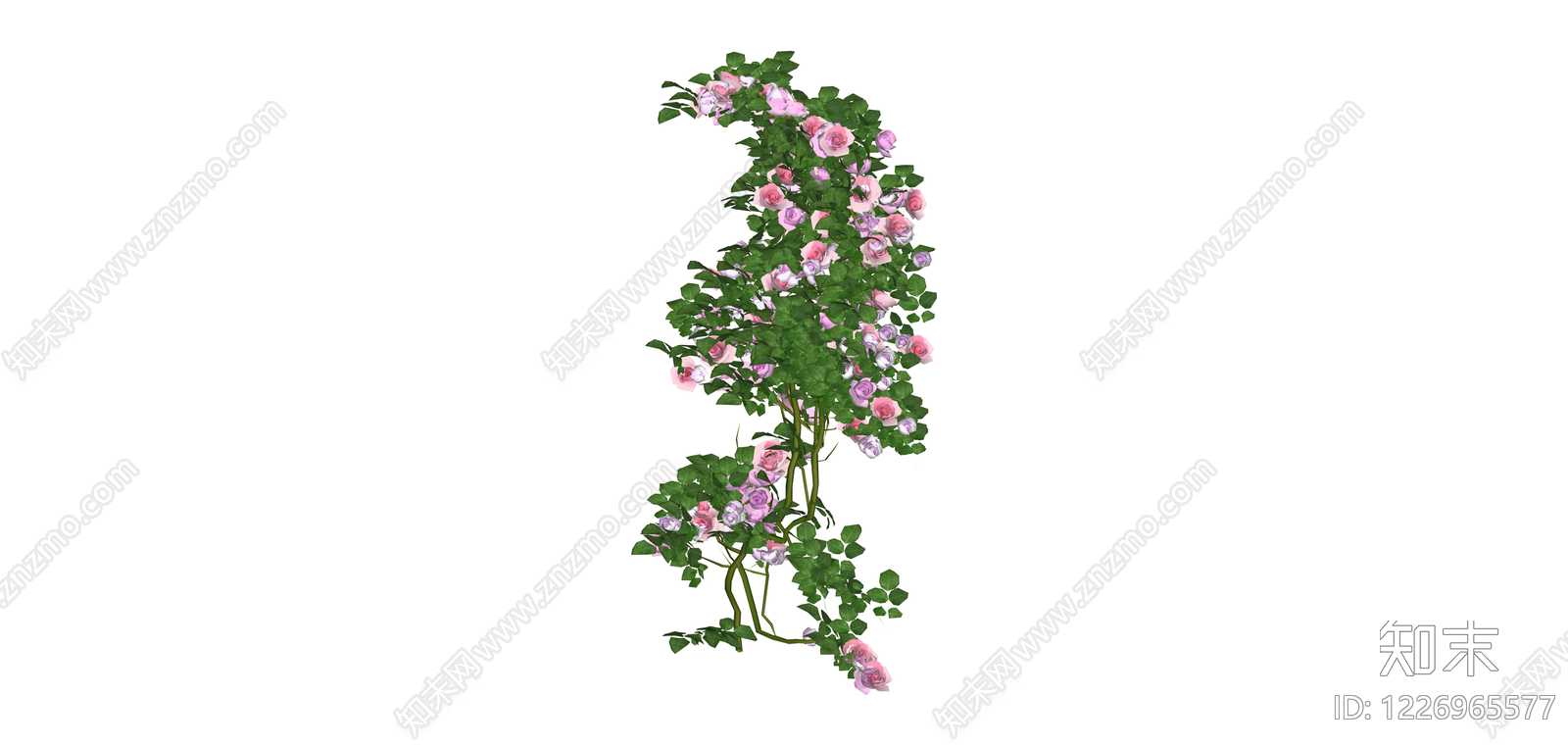 粉色藤本月季攀援植物SU模型下载【ID:1226965577】