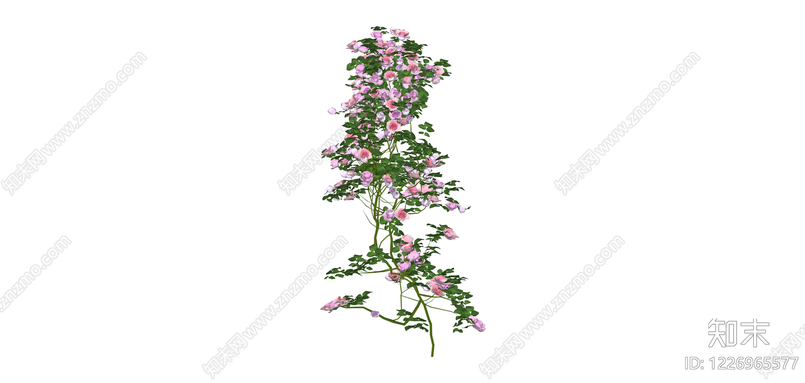 粉色藤本月季攀援植物SU模型下载【ID:1226965577】