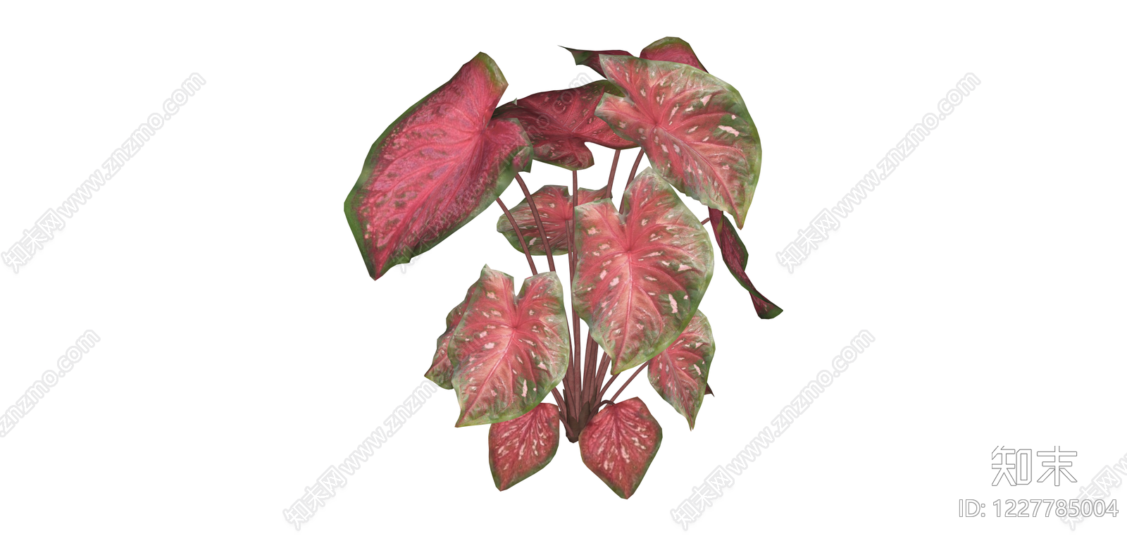 红叶彩叶芋盆栽植物SU模型下载【ID:1227785004】