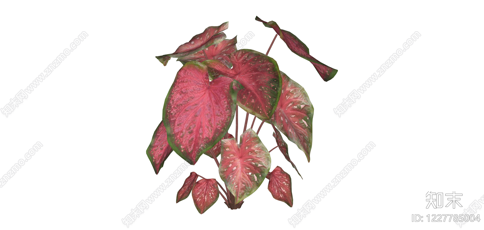 红叶彩叶芋盆栽植物SU模型下载【ID:1227785004】
