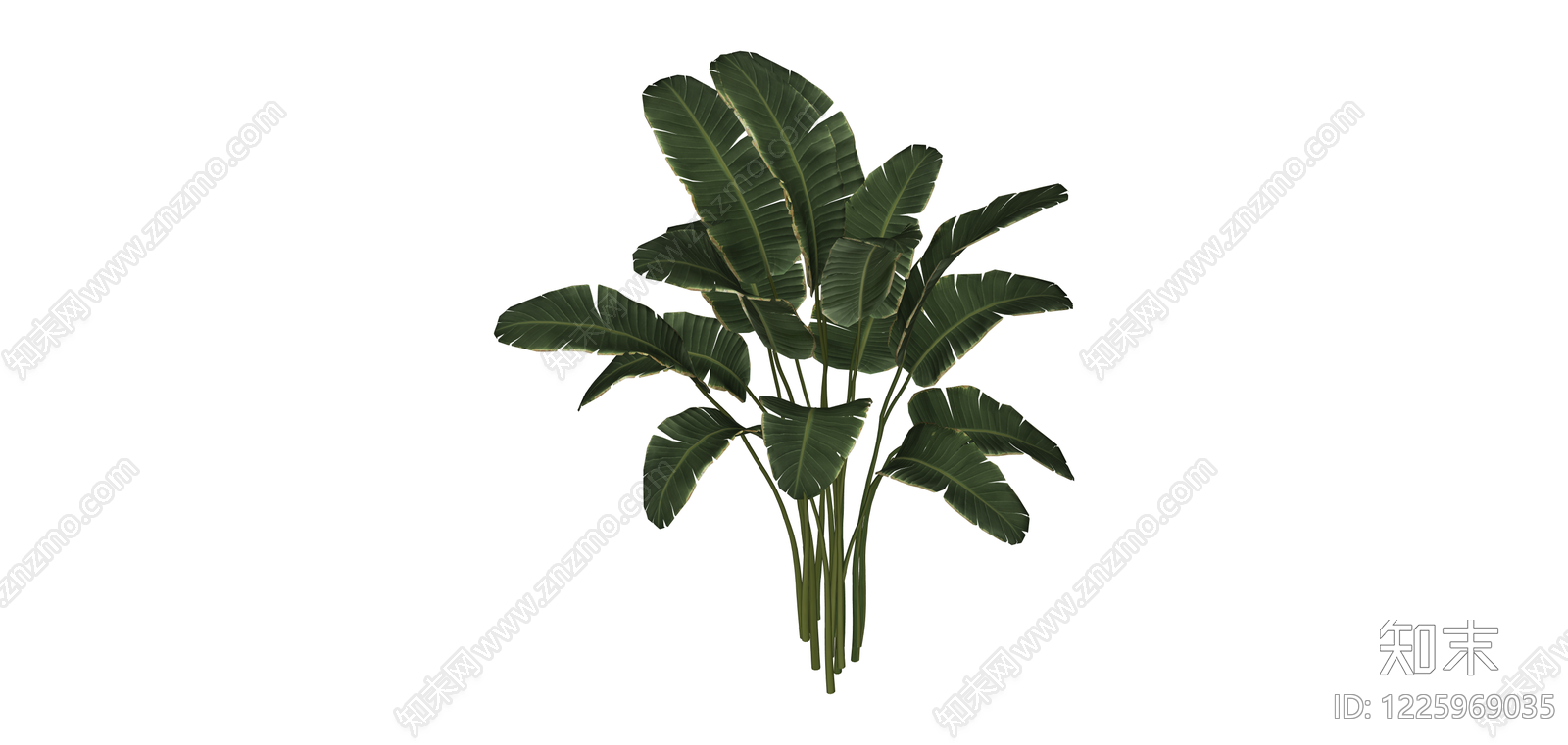 仿真天堂鸟绿植SU模型下载【ID:1225969035】