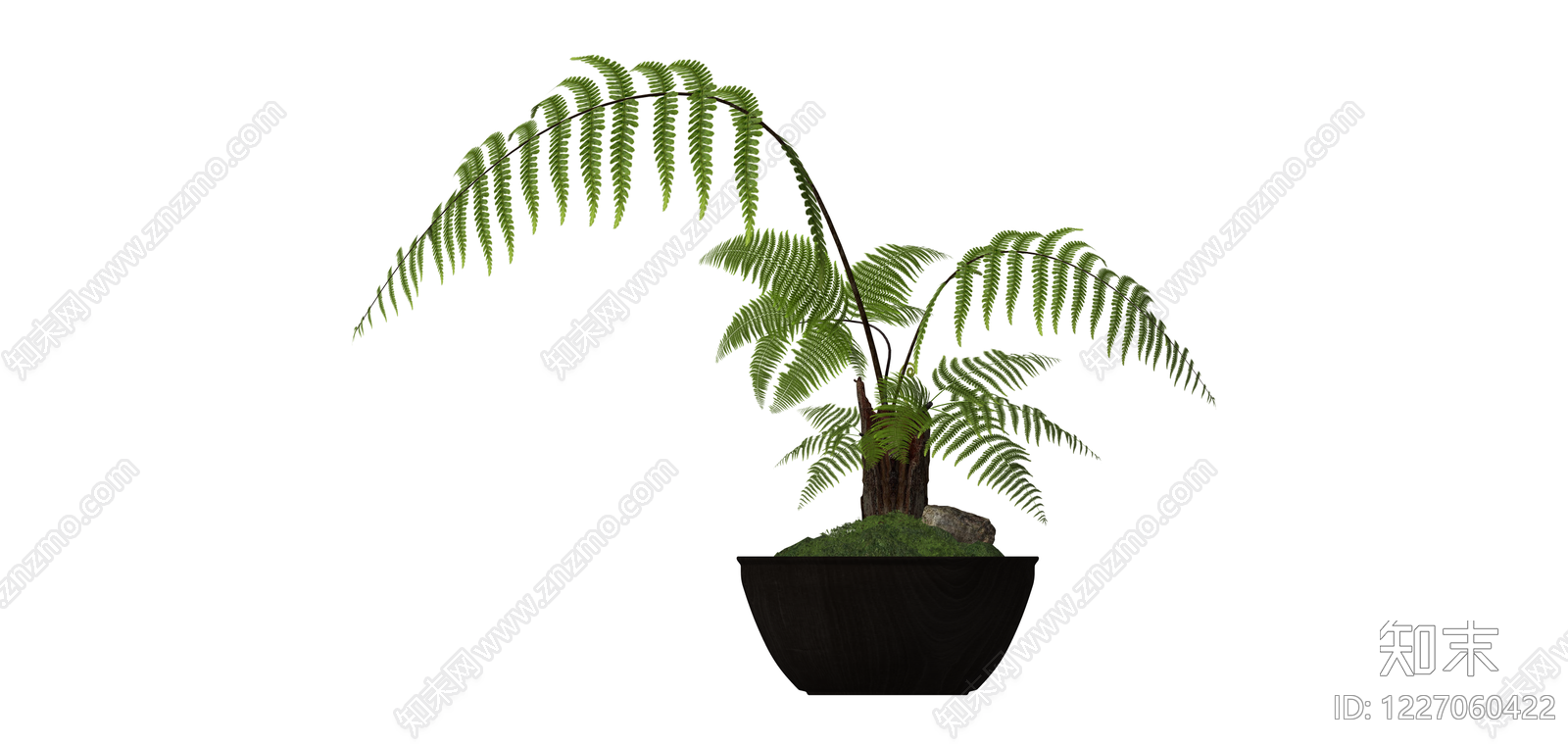 盆栽蕨类植物SU模型下载【ID:1227060422】