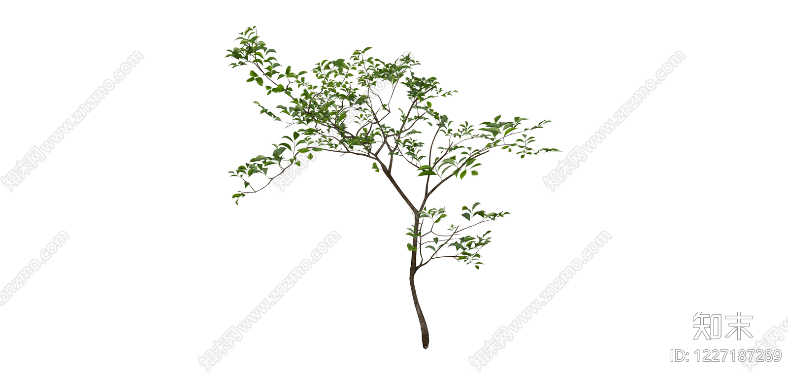 独立绿植树木模型SU模型下载【ID:1227187289】