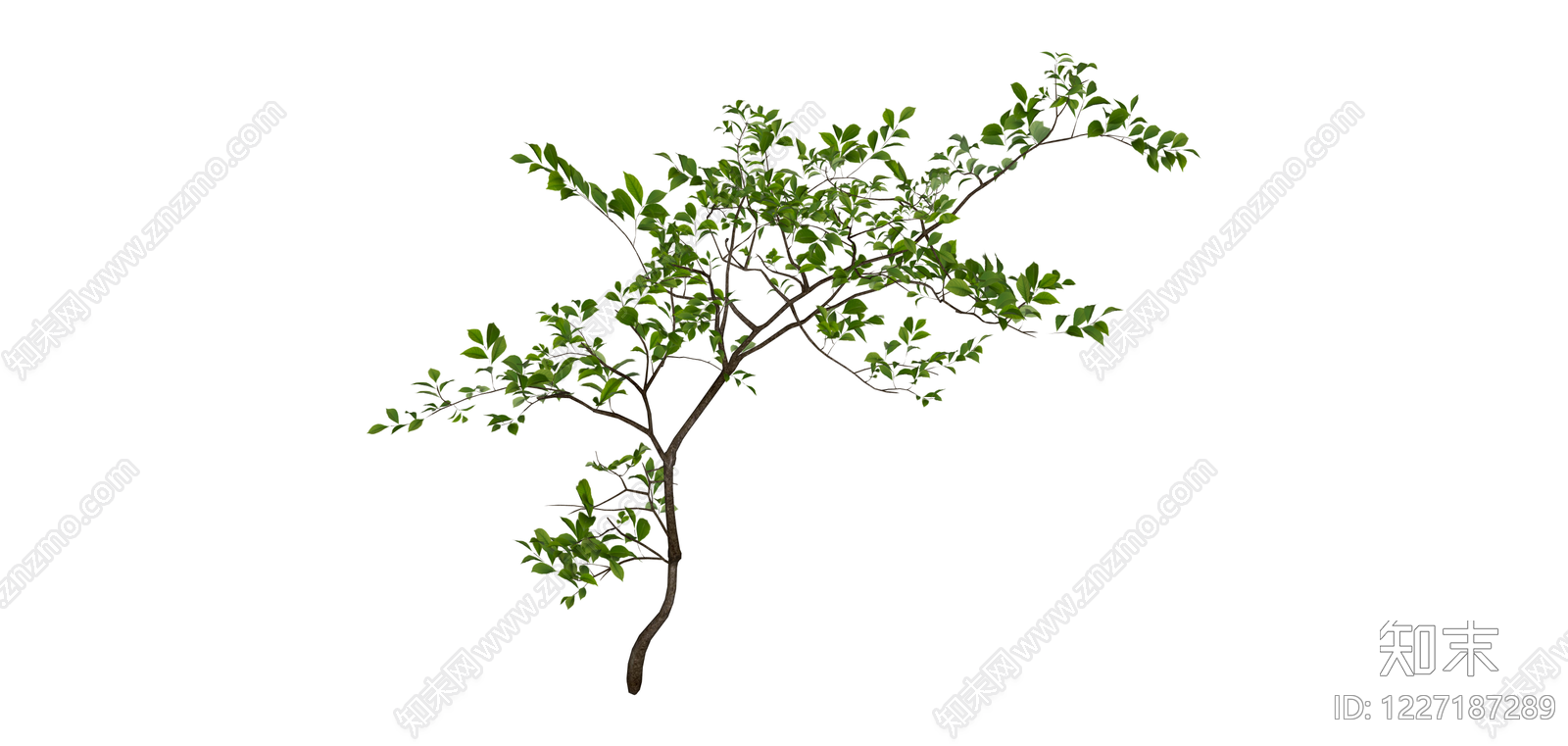 独立绿植树木模型SU模型下载【ID:1227187289】