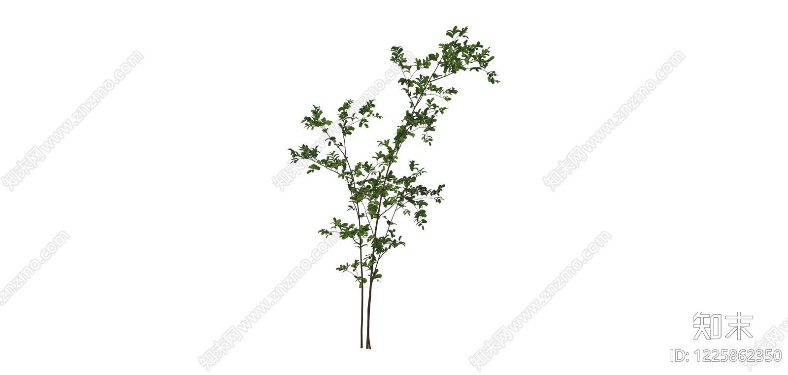 绿叶灌木植物模型SU模型下载【ID:1225862350】