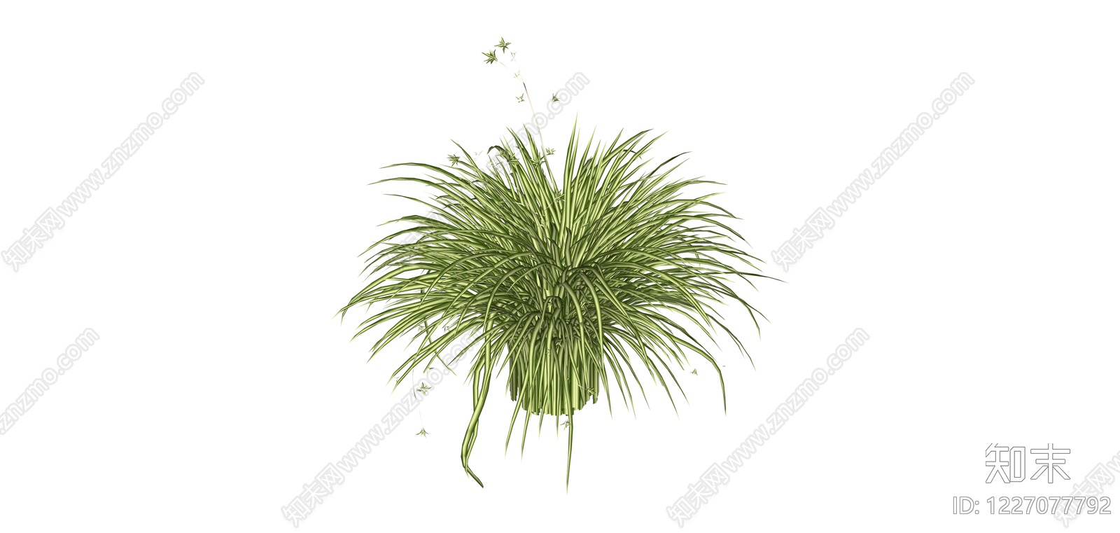丛生观赏草绿植SU模型下载【ID:1227077792】