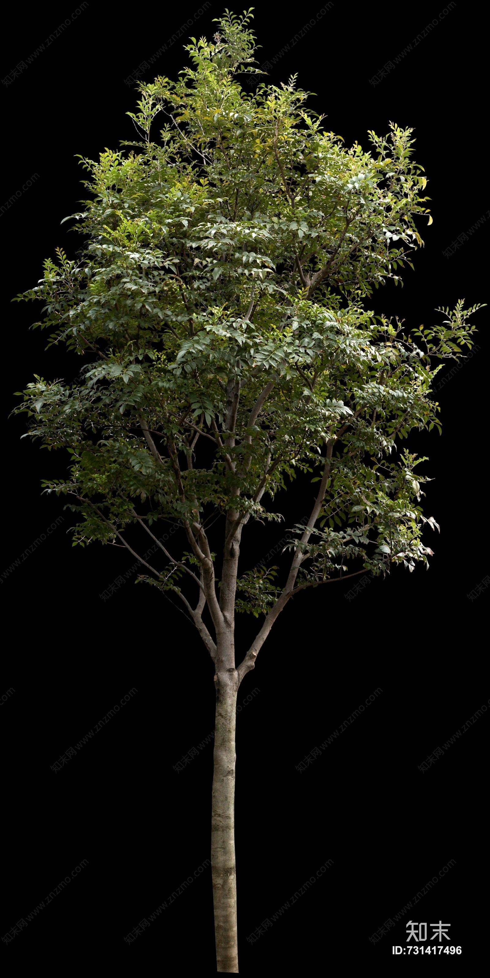 立面树木贴图贴图下载【id:731417496】